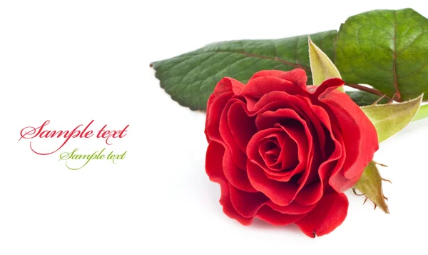 Красивая Красная Роза Белом Фоне Вашего Дизайна — стоковое фото