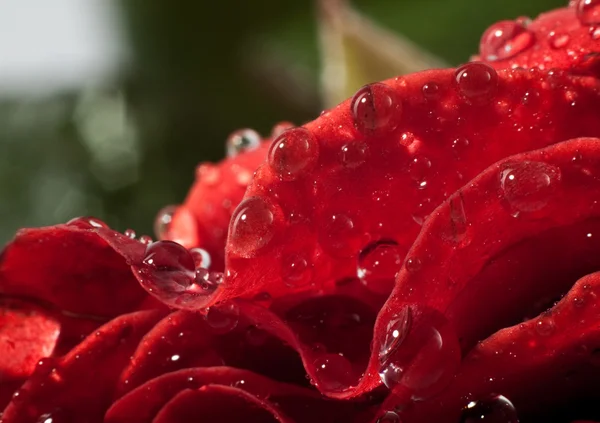 Gyönyörű piros rózsa — Stock Fotó
