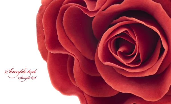 Mooie Rode Roos Een Witte Achtergrond Voor Ontwerp — Stockfoto