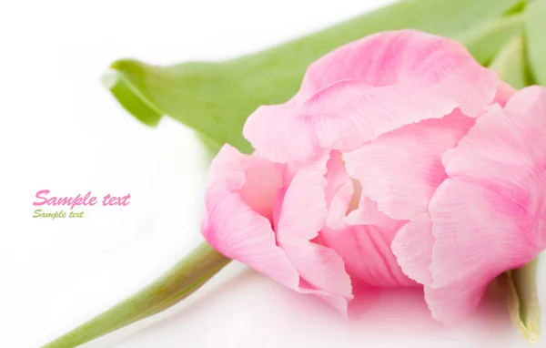 Rosa fresco — Fotografia de Stock