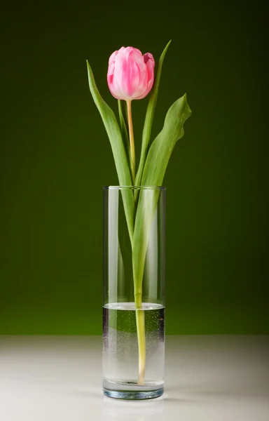 stock image Beautiful fresh pink tulip for your design