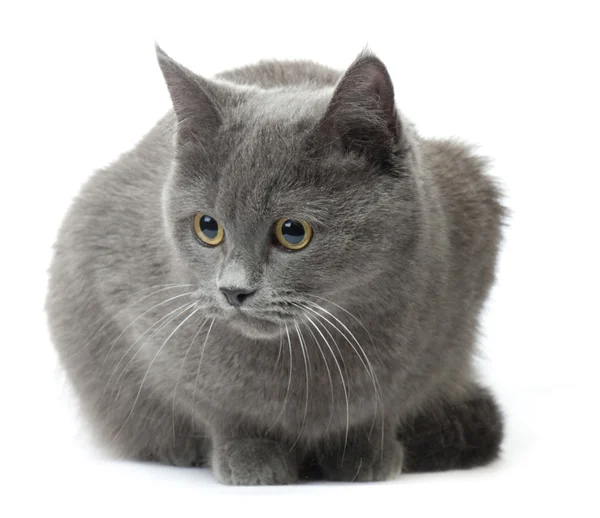 Mooie Kattenras Russische Blue Een Witte Achtergrond — Stockfoto