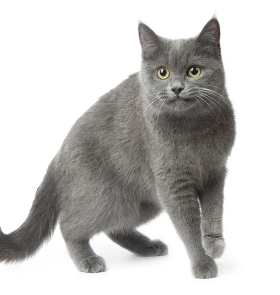 ロシアン ブルー 白い背景の上の美しい猫の品種 — ストック写真