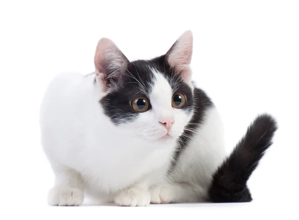 Beyaz Zemin Üzerinde Sevimli Siyah Beyaz Kedi — Stok fotoğraf