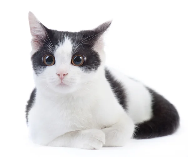 Zwart-wit kitten — Stockfoto