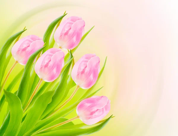 Rama Różowy Tulipany Projektowania — Zdjęcie stockowe