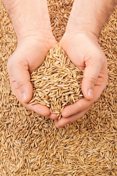 Handful Crops Oats Hands Your Design — Stock Photo, Image