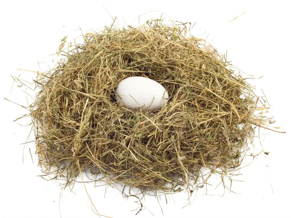 Huevo en el nido — Foto de Stock
