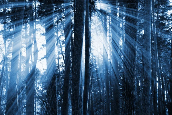 Темний ліс — стокове фото