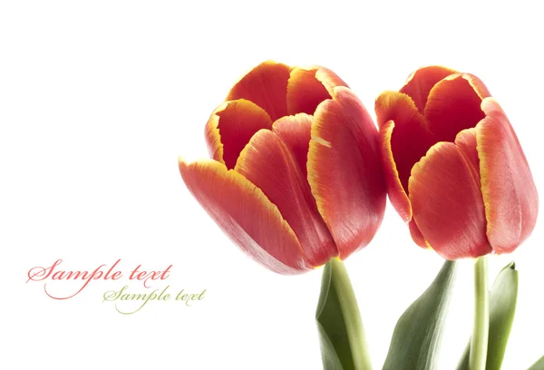 Tulipán rojo fresco — Foto de Stock