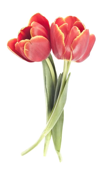 新鲜的红色郁金香 — 图库照片