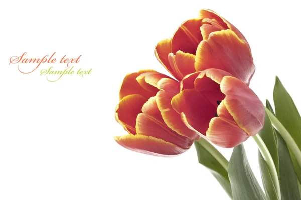 Świeży czerwony tulipan — Zdjęcie stockowe