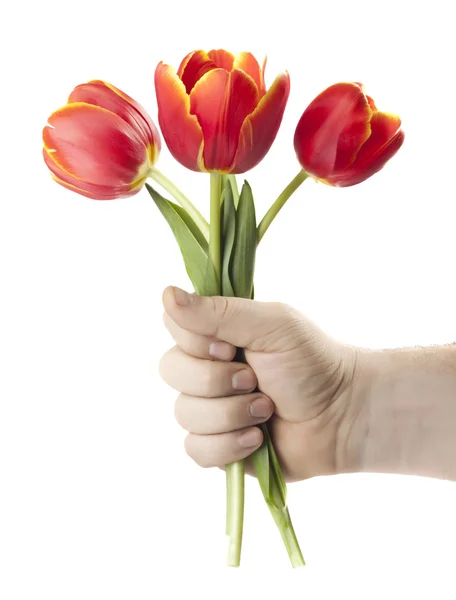 Bouquet tulips — Stock Photo, Image