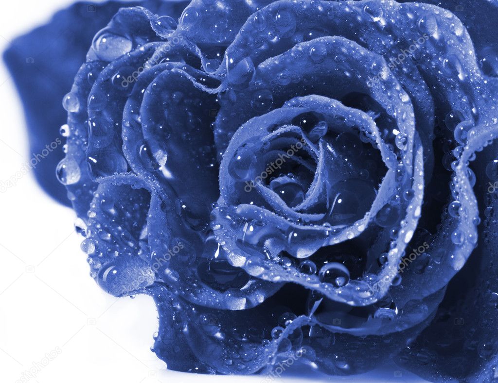 Beautiful blue rose Stock Photo by ©Telesh 5203450