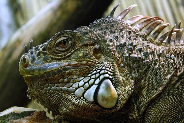 Iguana başı — Stok fotoğraf