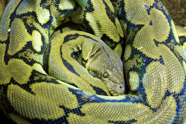 stock image Sleeping snake