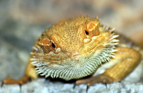 Bearded dragon — Stock Photo, Image