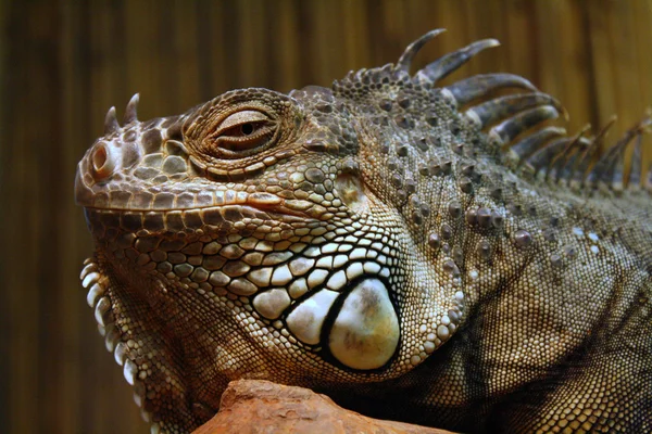 Bir Iguana Başkanı — Stok fotoğraf
