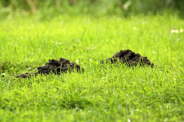 stock image Molehill at grassland