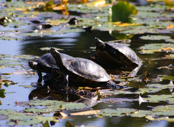 stock image Turtle at sea