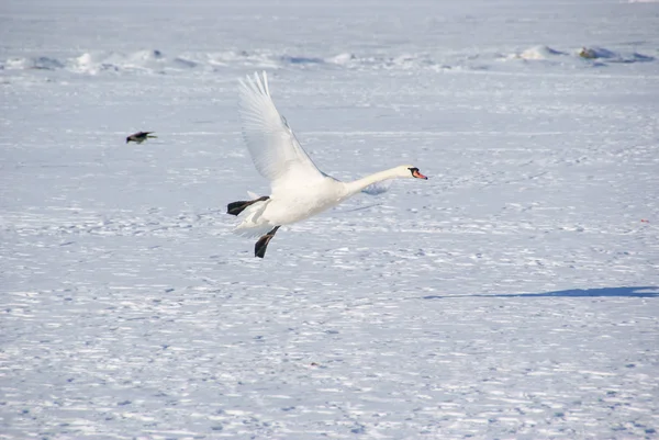 Белый лебедь — стоковое фото