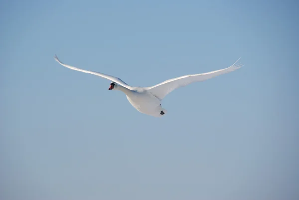 Beyaz Kuğu — Stok fotoğraf