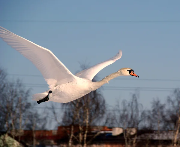 Cisne blanco Imagen de stock