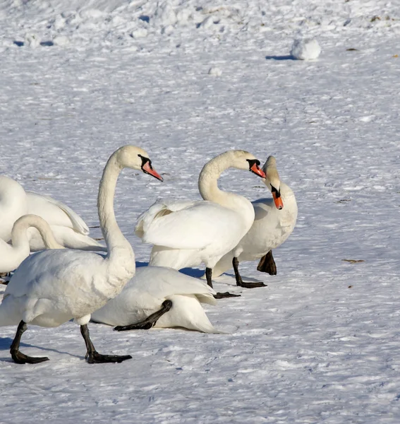 Белые лебеди — стоковое фото