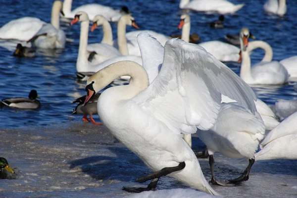 Cisne blanco —  Fotos de Stock
