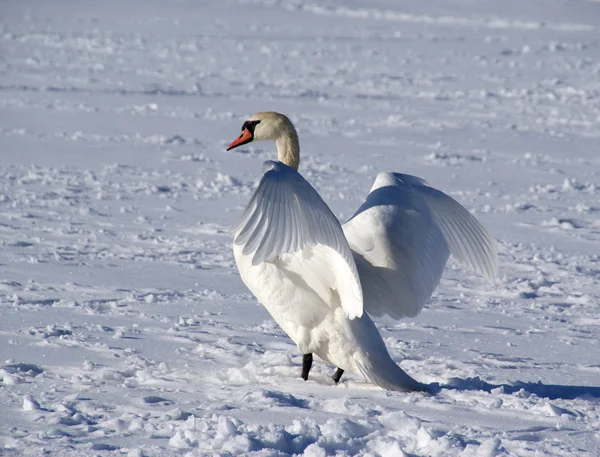 stock image White swan