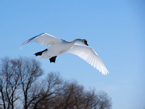 stock image White swan