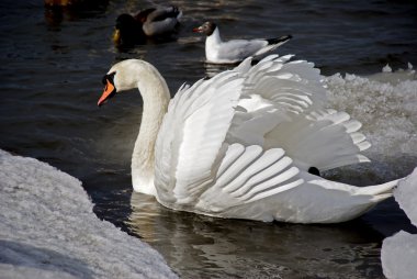 White swan clipart