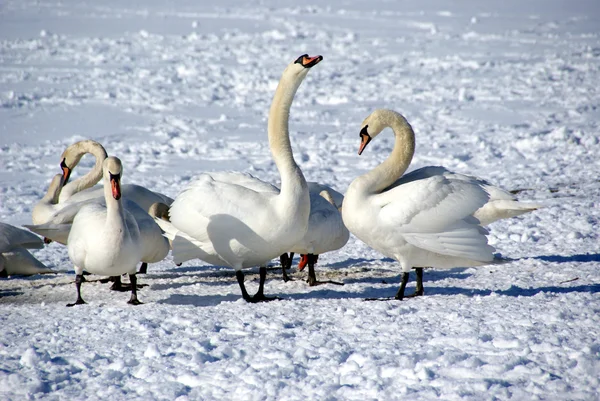 White swans — Stock Photo, Image