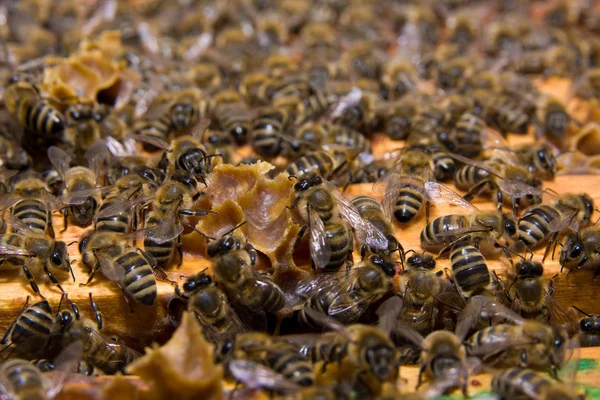 Χτένα με μέλισσες — Φωτογραφία Αρχείου