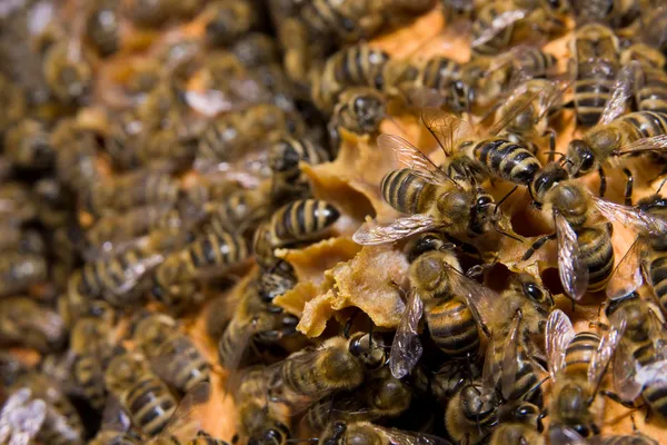 Стільникові із бджолами — стокове фото