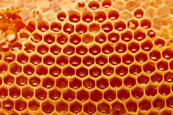 Honeycomb Close — стоковое фото