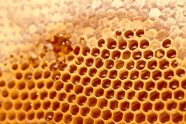 Honeycomb Close — стоковое фото