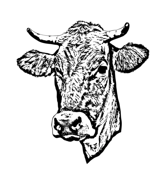 Vetor de vaca — Vetor de Stock