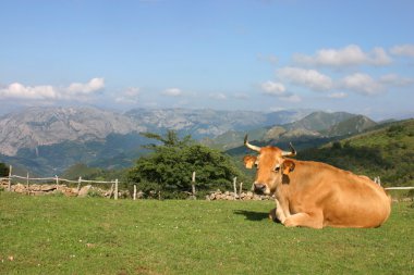 camara a la Vaca lechera mirando