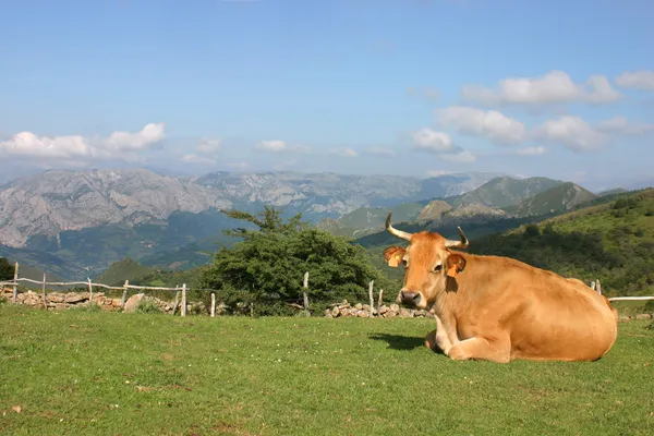 Vaca Lechera Mirando a la camara — Stockfoto
