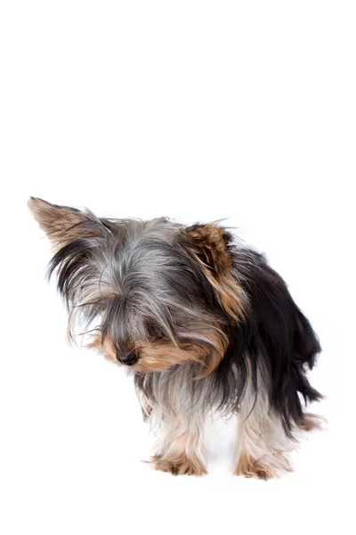 Yorkshire terrier looking down — Stock Photo, Image