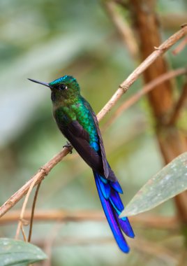 Blue Tailed Emerald Humming Bird clipart