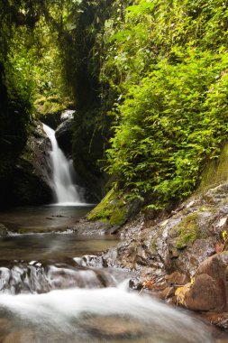 yağmur ormanı şelale