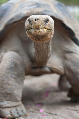 Tortoise Portrait clipart