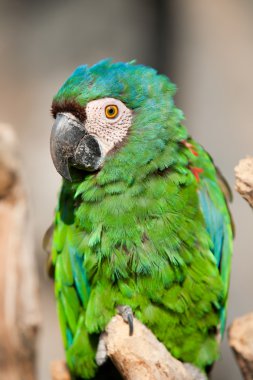 Chestnut Fronted Macaw clipart