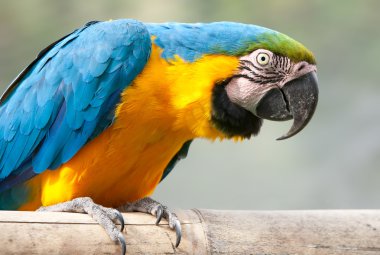 Mavi ve sarı papağan kuş