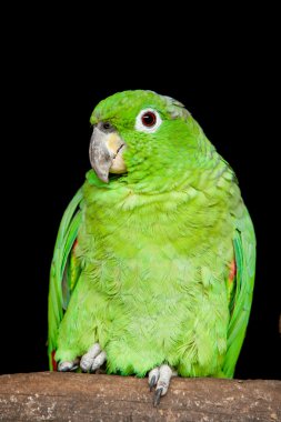 Small Green Parrot Ecuadorian Amazon Basin clipart