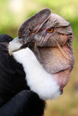 Male Andean Condor Close Up clipart