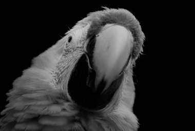 Ara Macaw Monochrome clipart