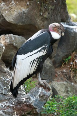 Andean Condor On The Ground clipart